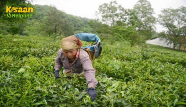 2020 में नीलगिरी में चाय का उत्पादन 4% घट गया 2020 में नीलगिरी में चाय का उत्पादन 4% घट गया